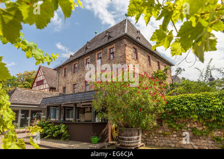 Arco in corrispondenza di un vigneto in Eltville, Reno, Germania Foto Stock