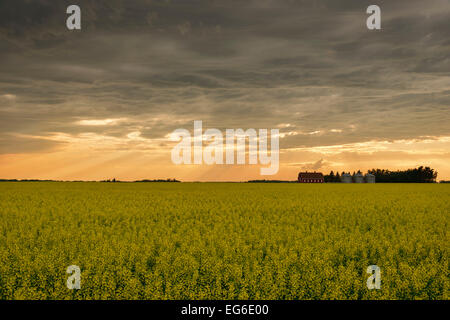 Tempesta su un campo di canola Foto Stock