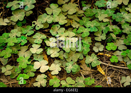 Trifoglio Three-Leaf Patch Foto Stock