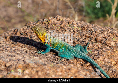 Un 'Monte Boomer' (lucertola a collare) in Oklahoma di Wichita Mountains National Wildlife Refuge. Foto Stock