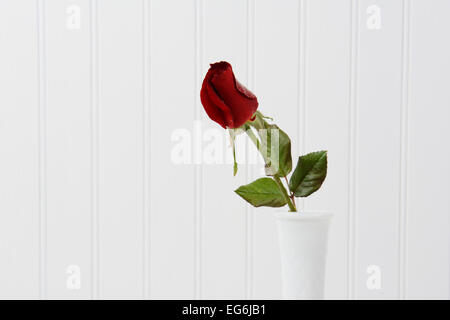 Primo piano di una rosa rossa bur con goccioline di acqua in un vaso bianco contro un bianco beadboard sfondo. Formato orizzontale Foto Stock