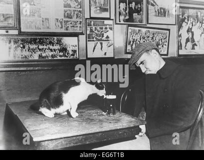 Un patrono di 'Sammy il Bowery Follies', una downtown bar, dormendo al suo tavolo mentre il gatto giri a sua birra. Dic. 1947. Foto Stock