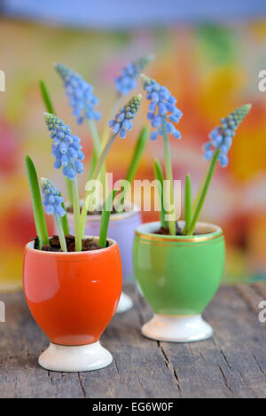 Uva giacinti in un vaso di ceramica Foto Stock