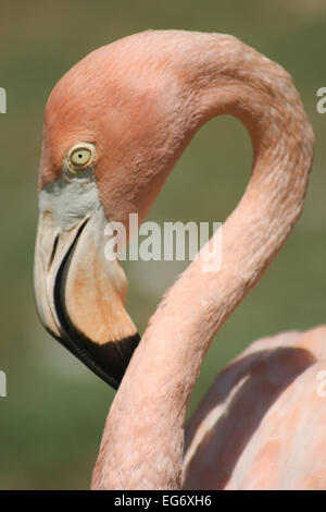 Closeup shot una bella testa di flamingo Foto Stock