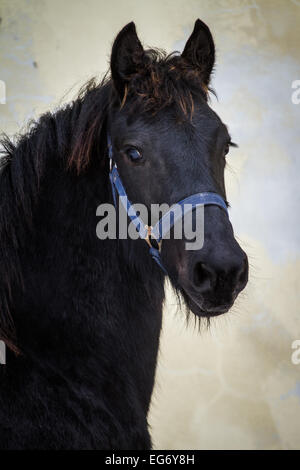 Ritratto di puledro di bellezza - cavallo frisone stallone Foto Stock