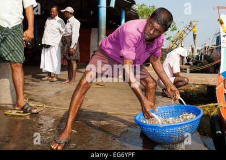 I pescatori a Vypen isola porto di pesca portando all'alba le catture, Cochin, India Foto Stock