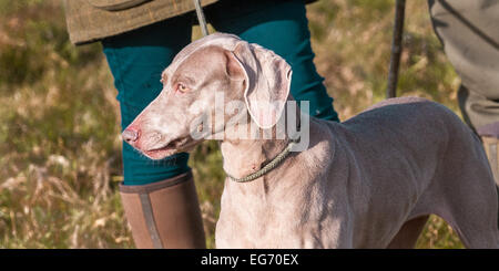 Un cane Weimaraner, che è una pistola di lavoro cane di razza come pure essendo una buona famiglia pet, originari dalla Repubblica federale di Germania Foto Stock