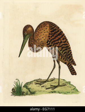 Sud America o pinnated tarabuso, Botaurus pinnatus. Foto Stock