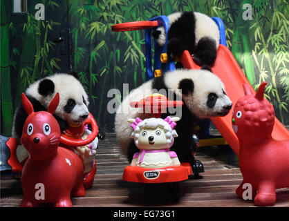 Guangzhou, Cina. 18 Febbraio, 2015. Cinque-mese-vecchio panda gigante triplette giocare con pecore giocattolo offerto dai loro allevatori al segnale acustico lungo il parco di safari in Guangzhou, Cina del sud della provincia di Guangdong, febbraio 18, 2015, alla vigilia del nuovo anno lunare cinese di pecore. Credito: Liu Dawei/Xinhua/Alamy Live News Foto Stock