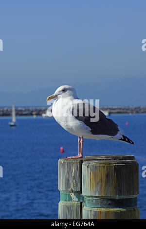 Sea Gull a Los Angeles Pier Foto Stock