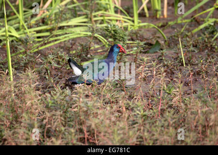 Purple Swamphen tra vegetazione marginale di stagno in Senegal Foto Stock