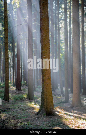 Fasci di mattina il sole d'inverno setacciatura attraverso i rami del bosco di abete rosso Foto Stock