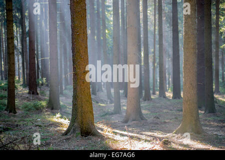 Fasci di mattina il sole d'inverno setacciatura attraverso i rami del bosco di abete rosso Foto Stock