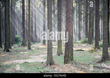 Fasci di mattina il sole d'inverno setacciatura attraverso i rami del bosco di abete rosso Foto Stock