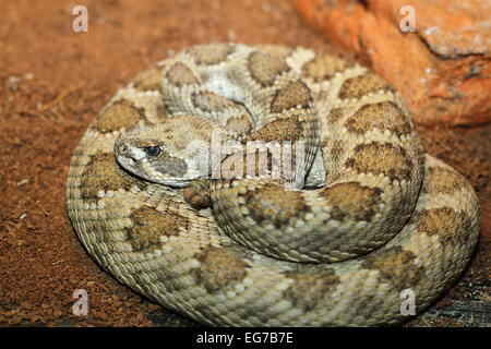 Captive crotalus viridis. prairie rattlesnake Foto Stock