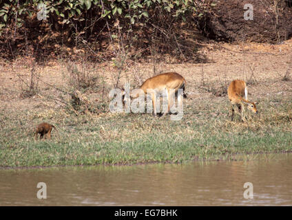 Western kob a bordo dei fiumi in Senegal Foto Stock