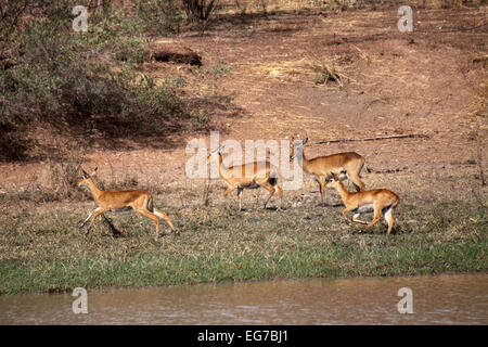 Western kob a bordo dei fiumi in Senegal Foto Stock