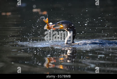 Cormorano con pesce persico nel becco, Wimbledon Common, Londra Foto Stock