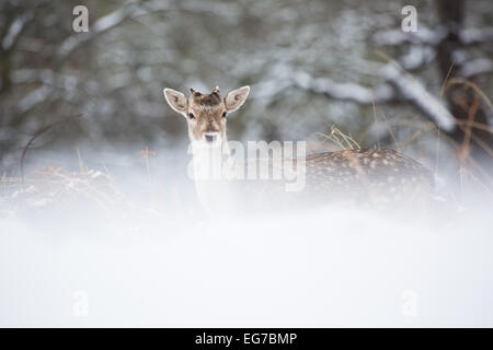 Un giovane incolto buck fotografato in Richmond Park, a Londra per il solo giorno di neve a sud ovest di Londra ha ricevuto finora nel 2015. Foto Stock