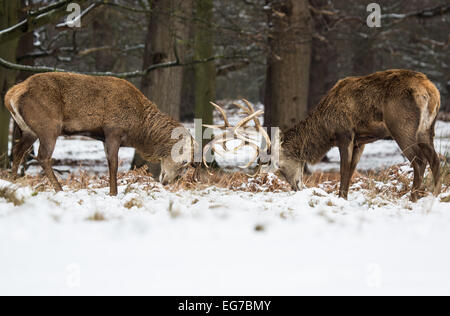Red Deer stags scontrandosi palchi nella neve. Richmond Park London Foto Stock