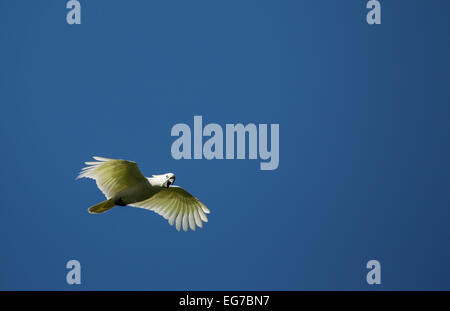 Zolfo crested cacatua fotografata a Sydney i Giardini Botanici, Australia Foto Stock