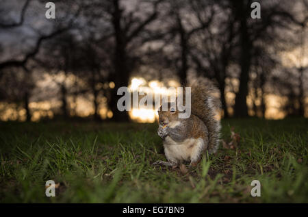 Scoiattolo grigio, Hyde Park, Londra Foto Stock