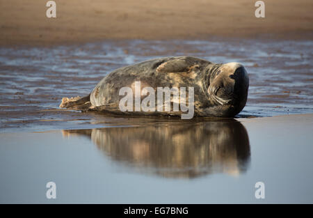 Le foche grigie, Donna Nook Beach, Lincolnshire Foto Stock