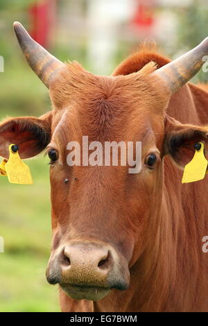 Curioso zebù ritratto bianco che guarda verso la telecamera Foto Stock