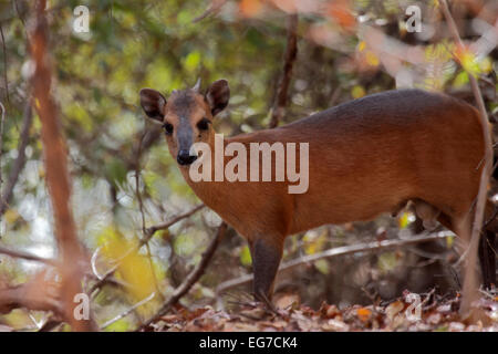 Red Duiker affiancati nella foresta in Senegal Foto Stock