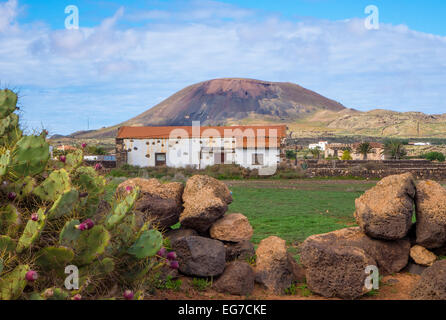 [Ficodindia cactus] [La Oliva] [Las Palmas] [isole canarie] Spagna Foto Stock