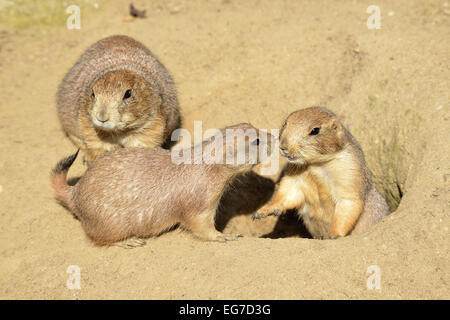 Nero-tailed i cani della prateria Foto Stock