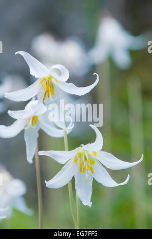 White fawn lily, (Erythronium oregonum), il resto Garry Oak prato, Uplands Park, Victoria (Oak Bay) British Columbia, Canada Foto Stock