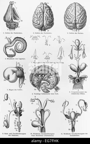 Vintage disegno delle parti del cervello dei mammiferi Foto Stock