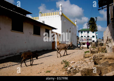 Donkey passeggiando attorno alla piazza su isola di Lamu Foto Stock