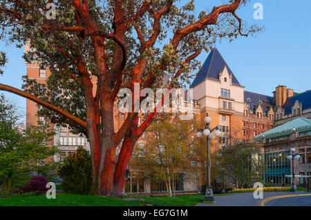 Il corbezzolo albero a Fairmont, Empress Hotel, Victoria, British Columbia, Canada Foto Stock