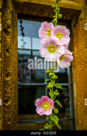 Hollyhock fiore sboccia in Cotswolds, Gloucestershire, Inghilterra Foto Stock