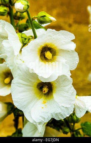 Hollyhock fiore sboccia in Cotswolds, Gloucestershire, Inghilterra Foto Stock