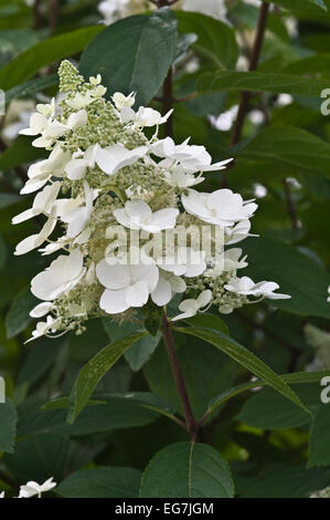 Hydrangea paniculata BURGUNDY LACE (pan12) Foto Stock