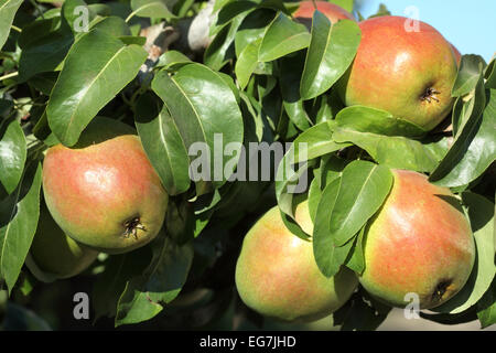 Pere mature appeso su un treeon pronto per il raccolto in un frutteto di Washington. Foto Stock