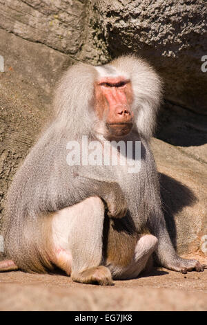 Hamadryas Baboon (Papio hamadryas), maschio Foto Stock