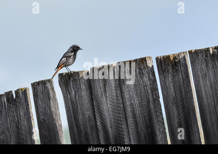 Poco Songbird, un maschio di codirosso spazzacamino (Phoenicurus ochruros) su un territorio rurale asse di legno. Foto Stock