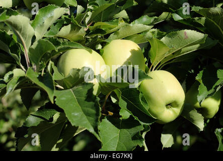 Golden Delicious, pronto per il raccolto, appeso a un albero. Foto Stock