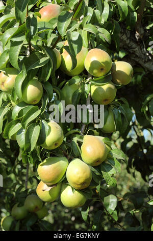 Golden Delicious, pronto per il raccolto, appeso a un albero. Foto Stock