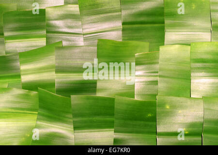 Foglie di dracaena fragrans tagliato in quadrati e illuminate dal di sopra Foto Stock