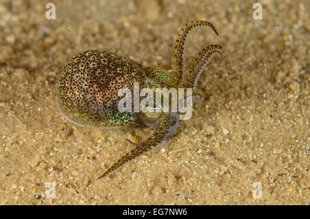 Gnocco di meridionale calamari, Euprymna tasmanica, a Camp Cove, Watsons, Nuovo Galles del Sud, Australia. Foto Stock