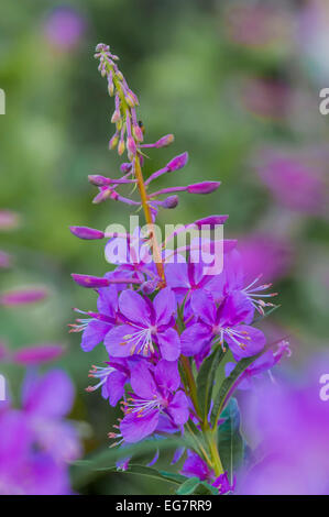 Fireweed Epilobium angustifolium millefiori Foto Stock