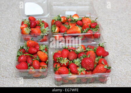 Punnets di fragole fresche Foto Stock