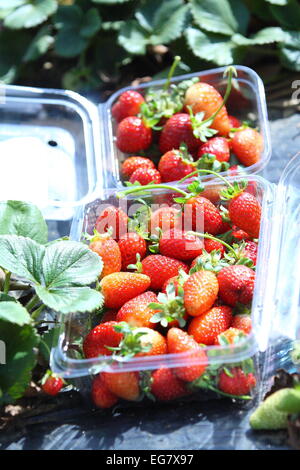 Punnets delle fragole fresche sul letto sollevata Foto Stock