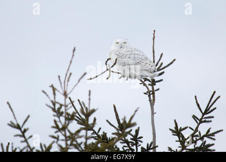 Civetta delle nevi maschio appollaiato in pino Foto Stock
