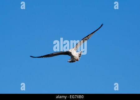 Solo i giovani capretti grande Black-Backed Gabbiano Foto Stock